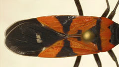 Lygaeus analis