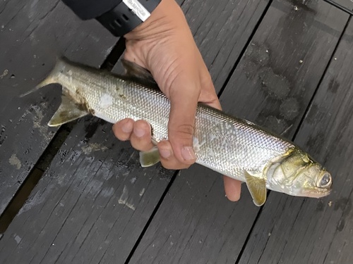 Banana fish (Elops hawaiensis) — Elopidae — 3