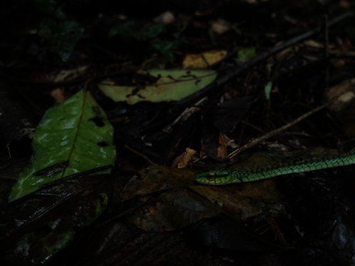 Large-eyed Green Treesnake