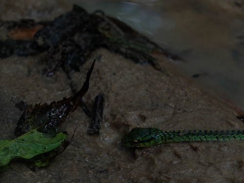 Large-eyed Green Treesnake