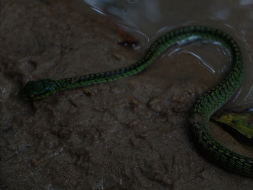 Large-eyed Green Treesnake