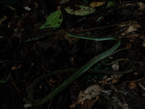 Large-eyed Green Treesnake