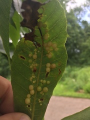 Caryomyia tuberculata