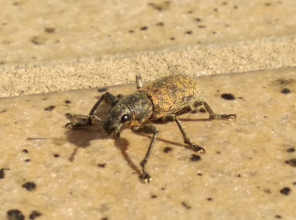Herpisticus subvestitus