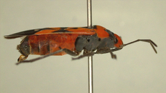 Lygaeus analis