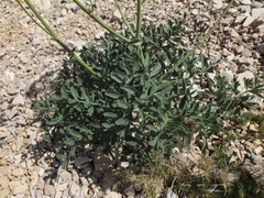 Laserpitium gallicum