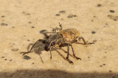 Herpisticus subvestitus