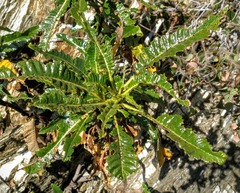 Eriodictyon trichocalyx