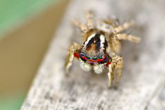 Stenaelurillus lesserti