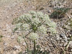 Laserpitium gallicum