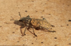Herpisticus subvestitus