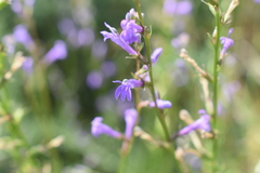 Lobelia urens