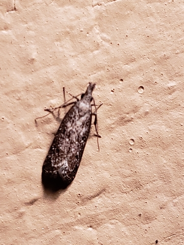 Inverse and Kimball's Dichomeris Moths photo 6