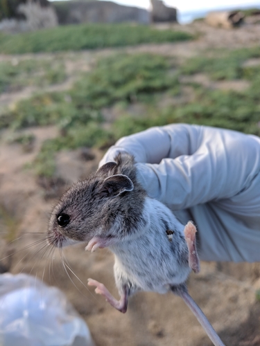 Gambel's Deer Mouse