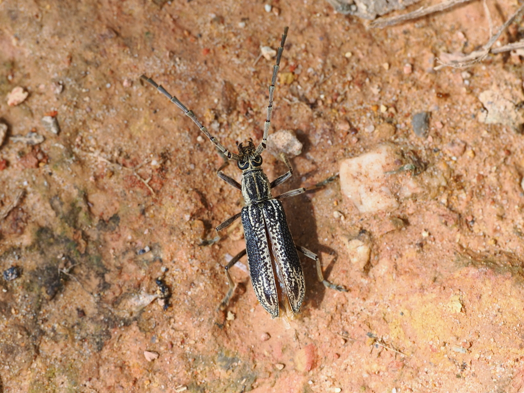 Xoanodera subdita