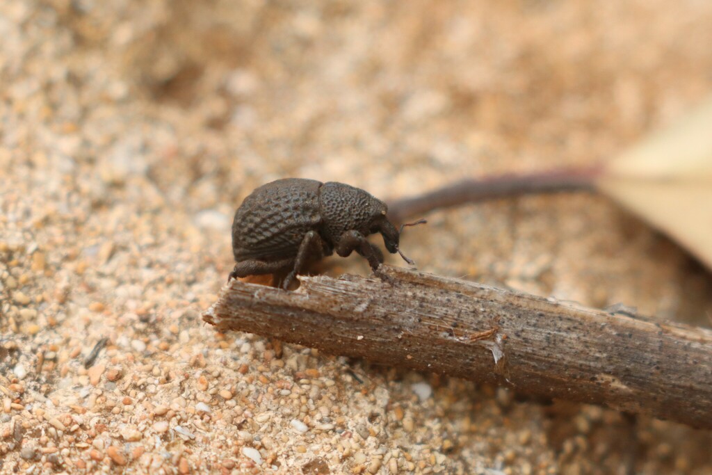 Decilaus humeralis