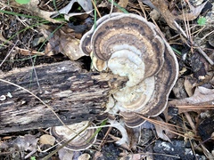 Trametes lactinea