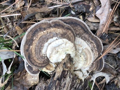 Trametes lactinea