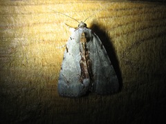 Catocala grynea