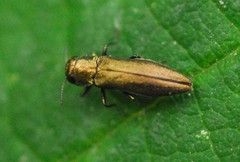 Agrilus cuprescens