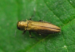 Agrilus cuprescens