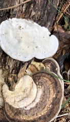 Trametes lactinea