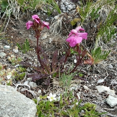 Pedicularis kerneri