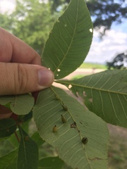 Caryomyia caryaecola