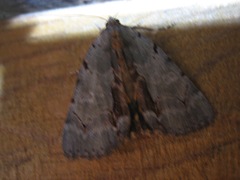 Catocala grynea