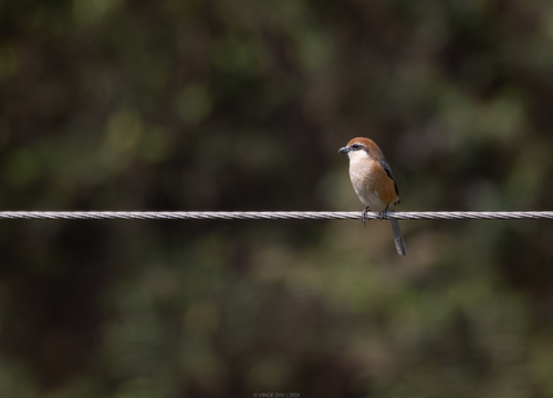 Bull-headed Shrike