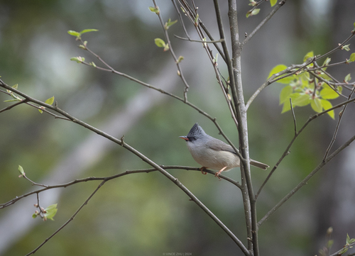 Black-chinned Yuhina