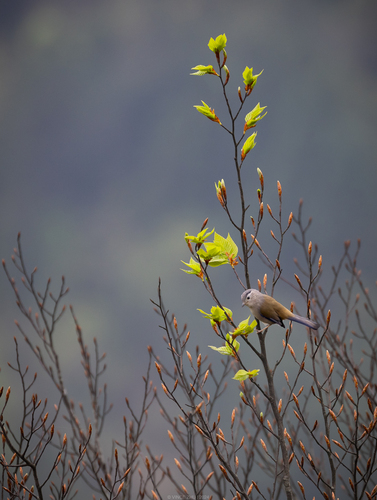 Blue-winged Minla