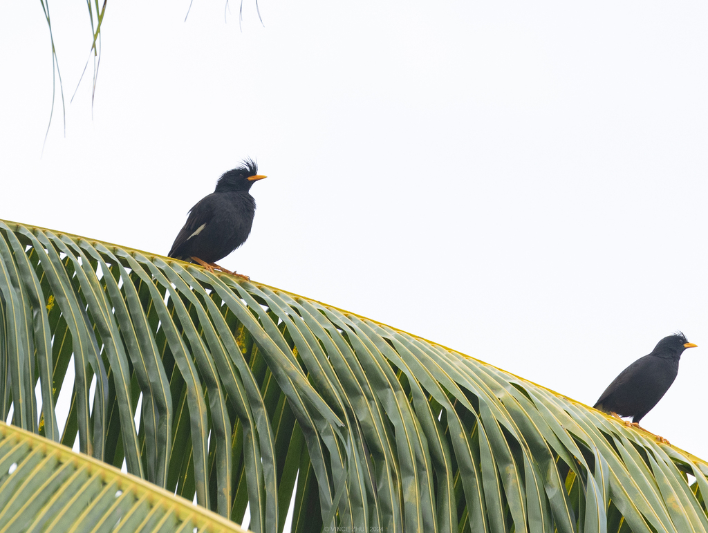 Colossal Myna Great Myna in May 2023 by Chris Zhu · iNaturalist
