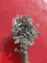 Pseudevernia furfuracea