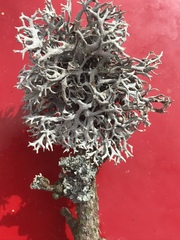 Pseudevernia furfuracea