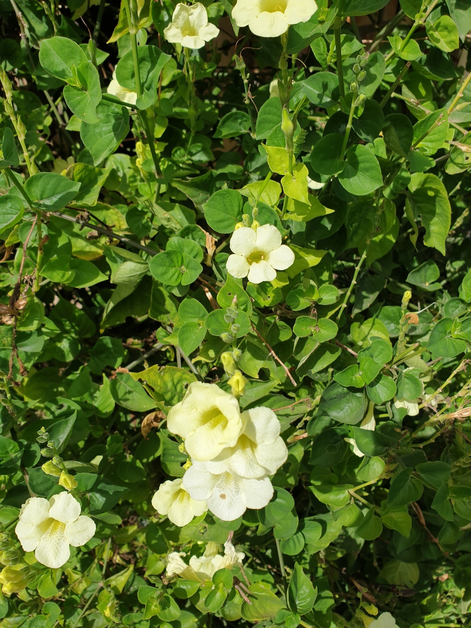 Asystasia gangetica