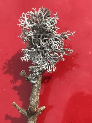 Pseudevernia furfuracea