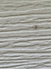Graphopsocus cruciatus