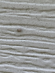 Graphopsocus cruciatus