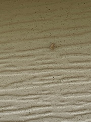 Graphopsocus cruciatus