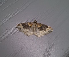 Xanthorhoe ferrugata