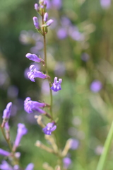 Lobelia urens