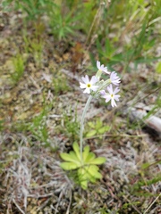 Primula incana