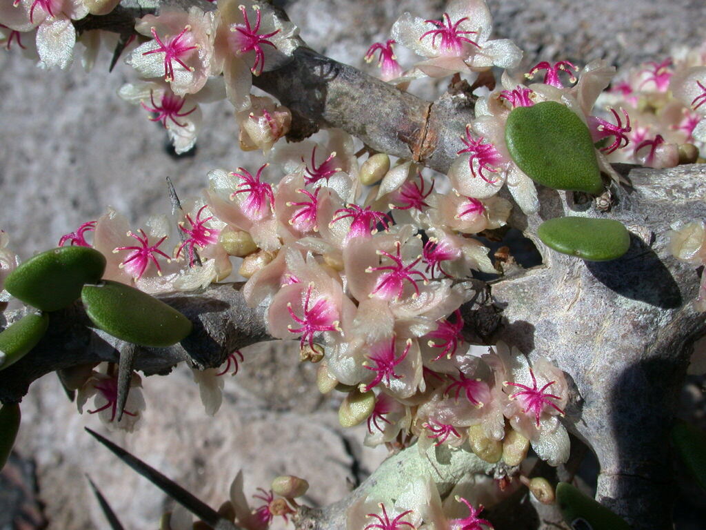 Alluaudia comosa