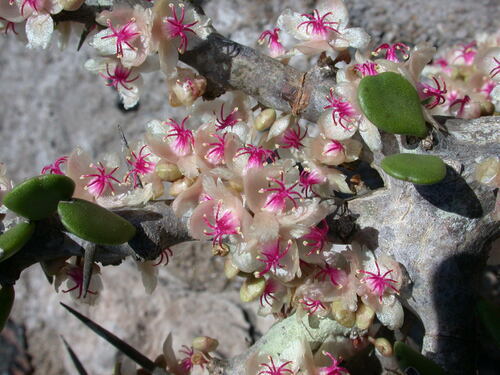 Alluaudia comosa