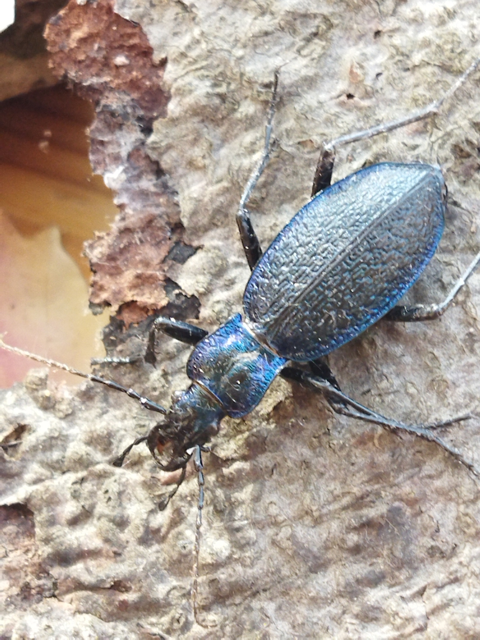 Carabus (Chaetocarabus) intricatus