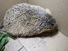 Hemiechinus auritus