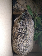 Hemiechinus auritus