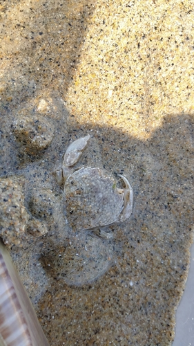 Pennant's Swimming Crab