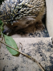 Hemiechinus auritus